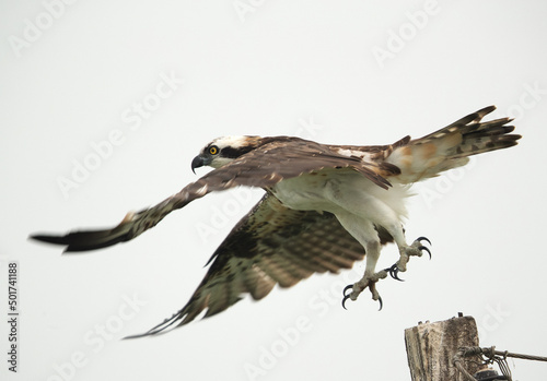 Osprey takeoff  from a electric pole at Bhigwan bird sanctuary, Maharashtra