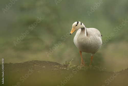 Bar-headed goose on a mound at Bhigwan bird sanctuary, India
