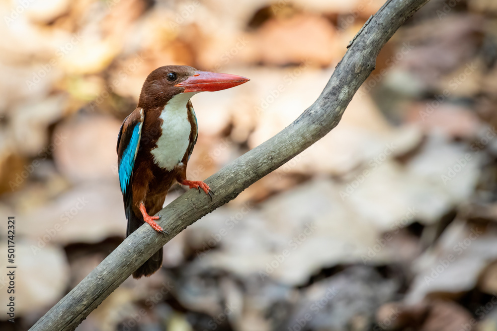 Fototapeta premium Image of White-throated Kingfisher on a tree branch on nature background. Bird. Animals.