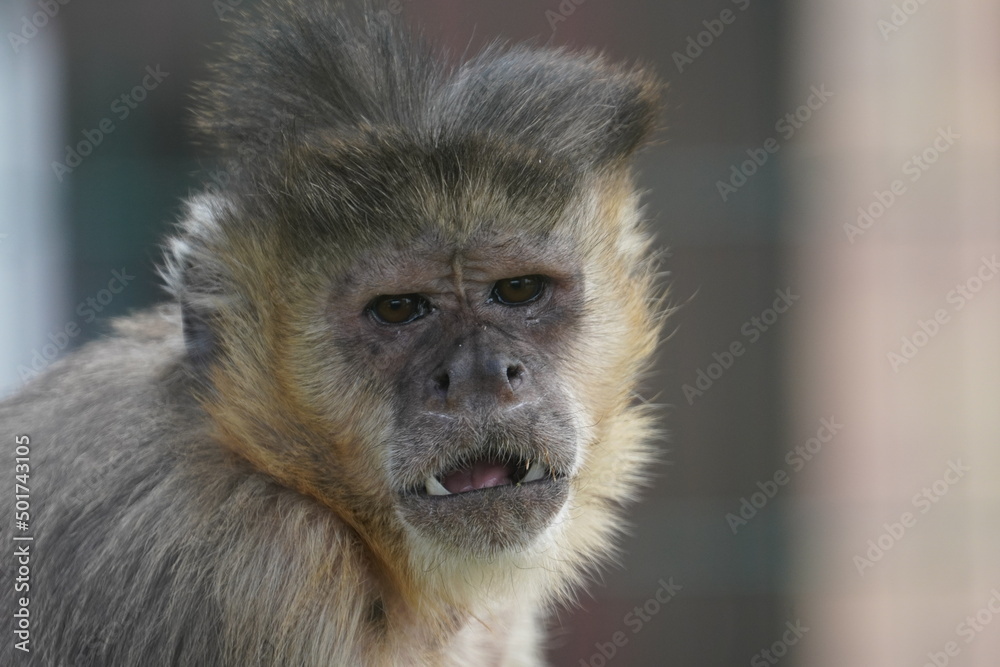 Tufted capuchin Tufted capuchin