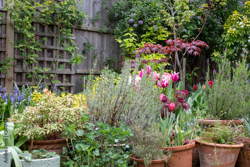 Slightly neglected, overgrown, secluded, messy suburban garden with plant pots, tulips, shrubs, flowers and greenery. Photographed in Pinner, northwest London UK.