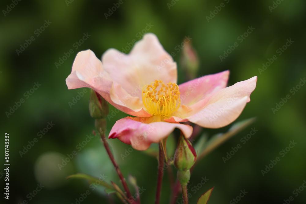 Fototapeta premium Maggio: fioritura di rose canine spontanee a fiori semplici, dettaglii di fiori in primo piano