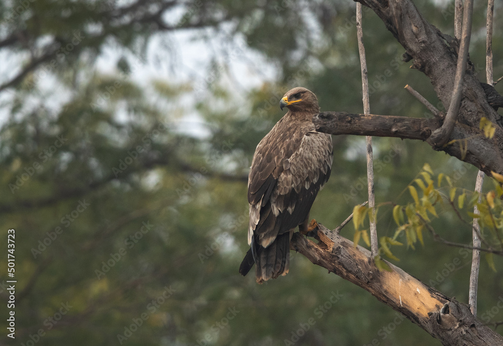 Tawny eagle perched on a tree at Bhigwan bird sanctuary, Maharashtra, India Tawny eagle perched on a tree at Bhigwan bird sanctuary, Maharashtra, India