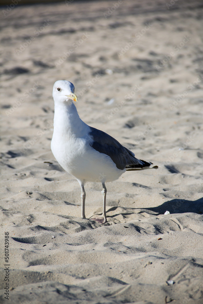 Fototapeta premium Larus argentatus. Silver gull on the seashore. Gull