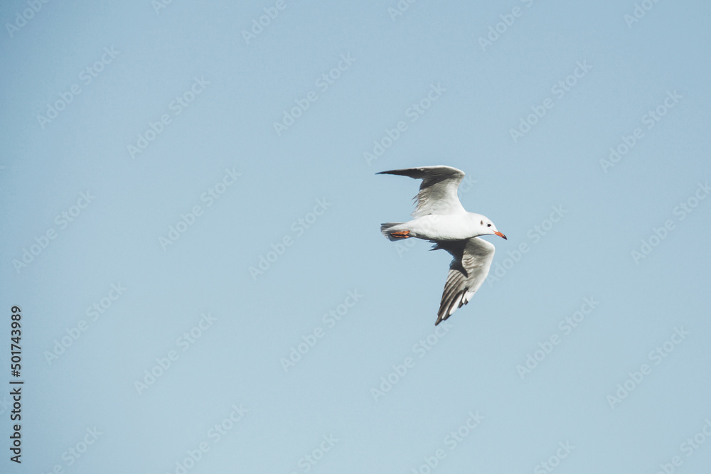Obraz premium Seagull flies in the sky. Bird in the sky