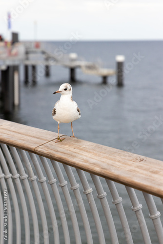 A seagull sits on the railing of the new pier in Koserow on the island of Usedom..