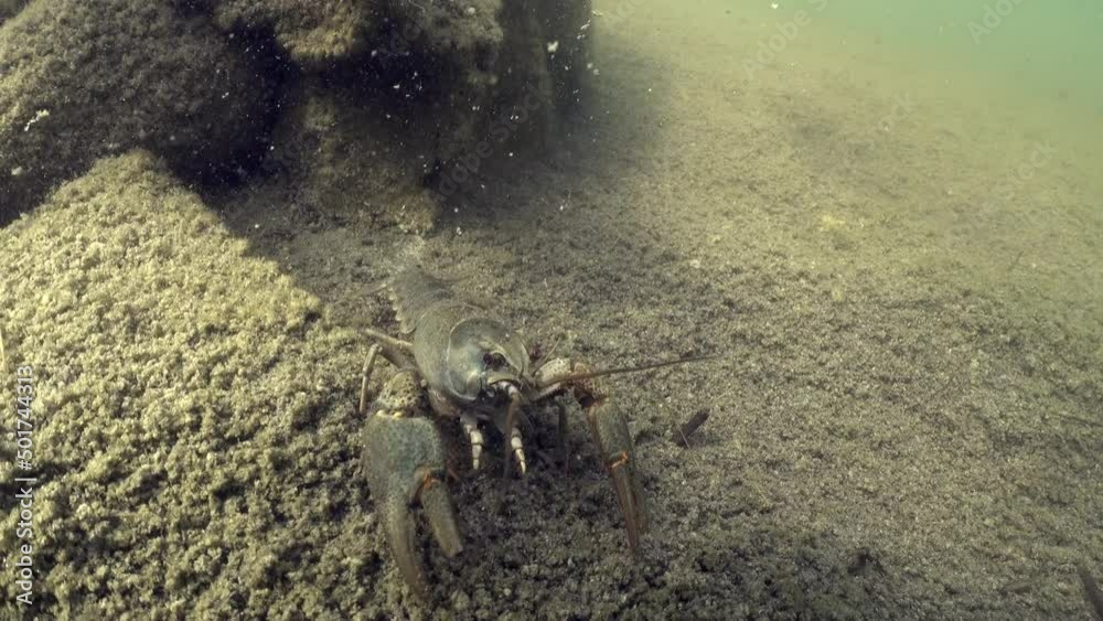 Injured European crayfish (Astacus astacus) with broken claw crawling along the bottom of the limestone quarry. Injured European crayfish (Astacus astacus) with broken claw crawling along the bottom of the limestone quarry.