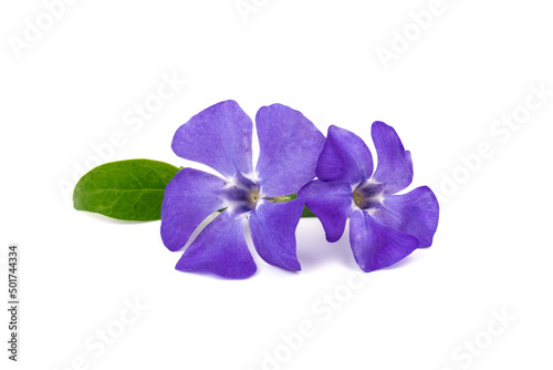 Blue periwinkles isolated on white background. Spring flowers.