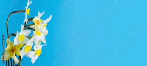 Daffodil banner copy space. White and yellow daffodils on a blue background. Flower with orange center. Spring flowers. A simple daffodil bud. Narcissus bouquet. Floral concept.