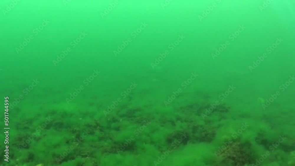 Grey seal (Halichoerus grypus) swims by in murky waters of the Baltic Sea, Estonia. Grey seal (Halichoerus grypus) swims by in murky waters of the Baltic Sea, Estonia.