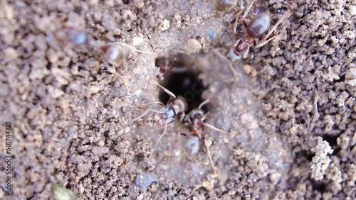 Close-up view of European fire Ants building nest in the ground - Myrmica rubra - static, Macro shot photo