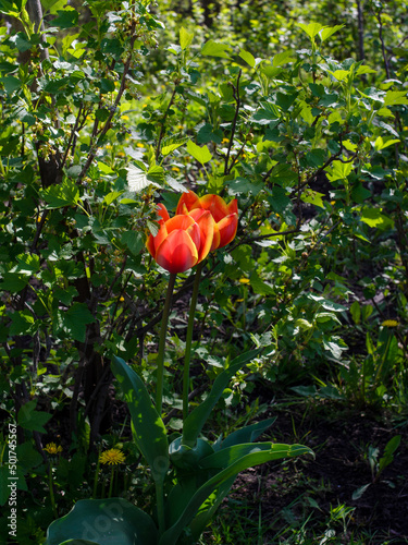 Tulips on the background of foliage. Flowers. Red spring flowers.