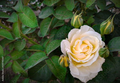 yellow rose on a green background in a garden