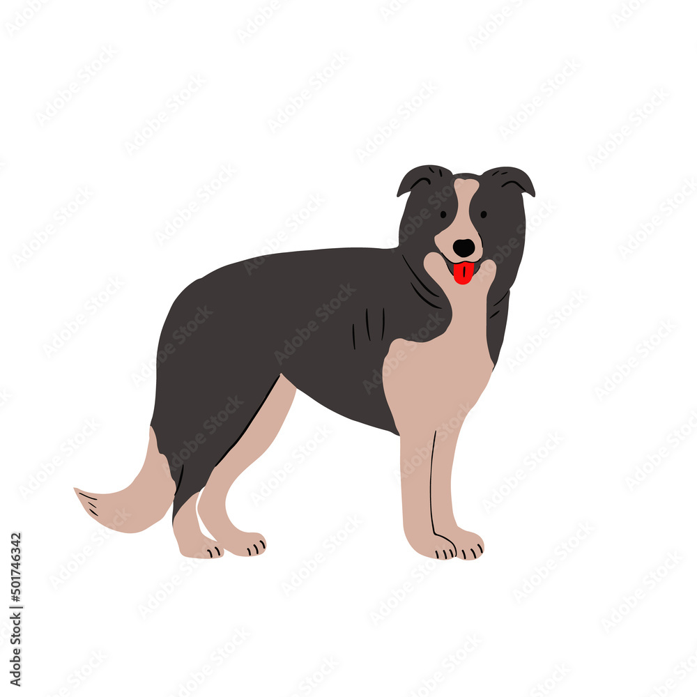 Cute Border Collie breed, standing with tongue out. Shepherd dog. Lovely canine animal. Smart and active dog. Flat vector illustration isolated on white background