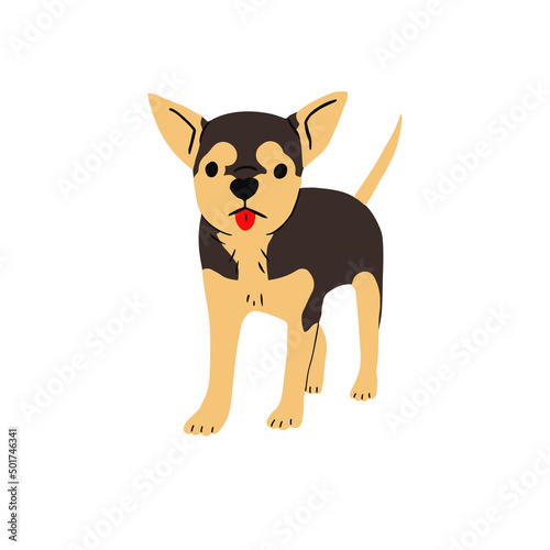 Cute puppy of chihuahua breed, walking with tongue out. Funny canine animal. Happy short haired doggy standing. Flat graphic vector illustration isolated on white background