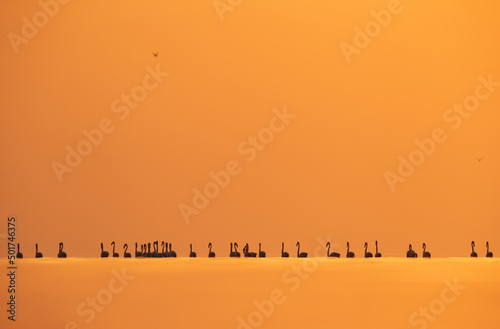 Silhouette of Greater Flamingos wading in the morning hours at Asker coast of Bahrai