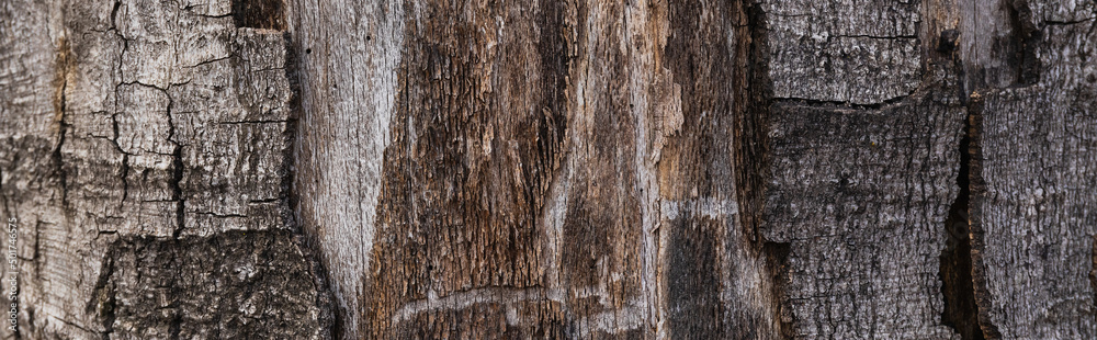 Obraz premium Close up view of tree trunk, banner.