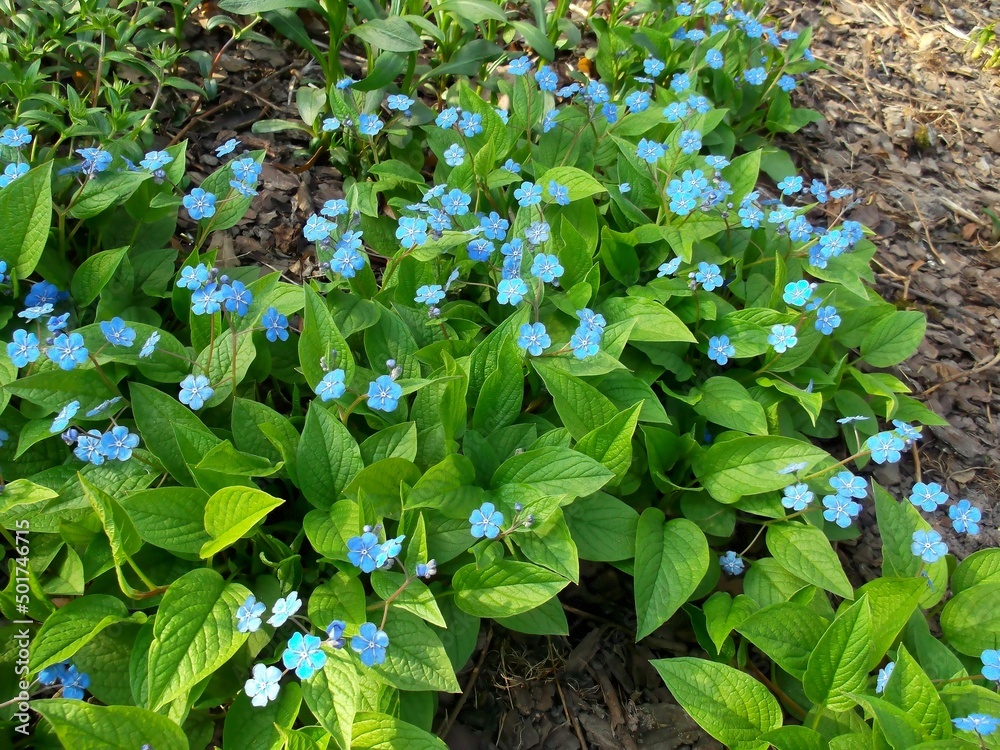 wonderful blue flowers. spring.