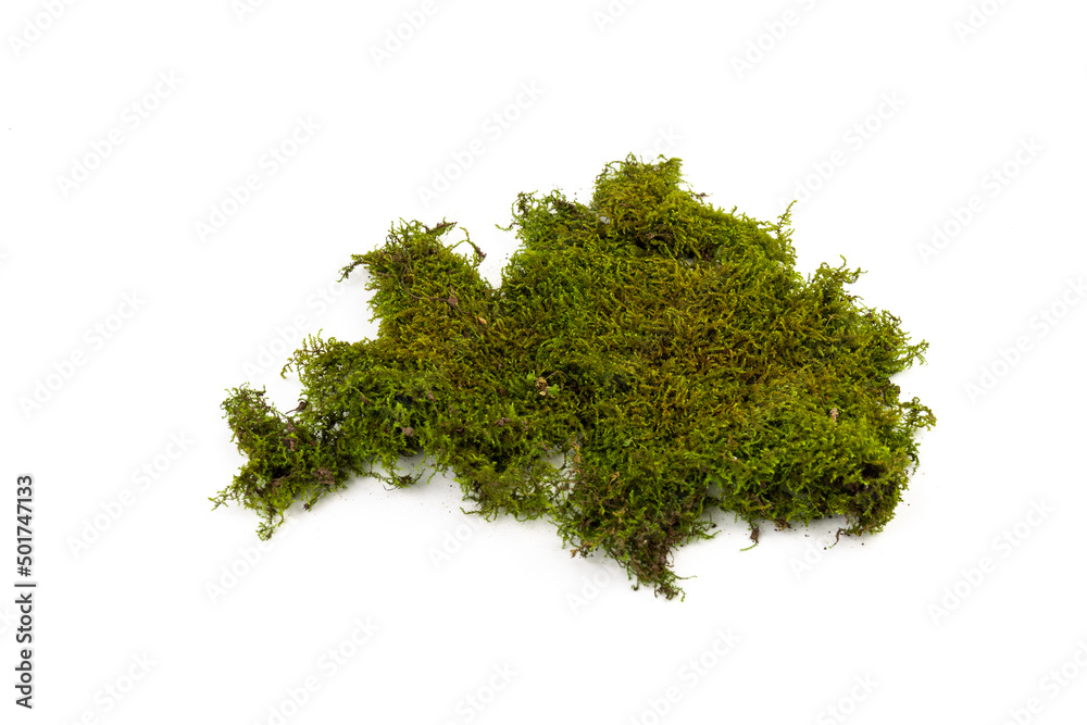 Moss green on white background. Space for text.