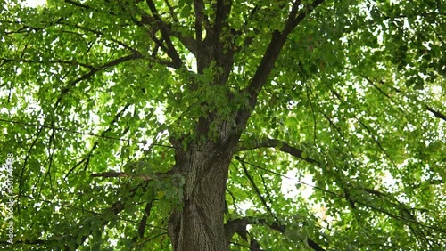 Old big linden tree with green foliage in city park
