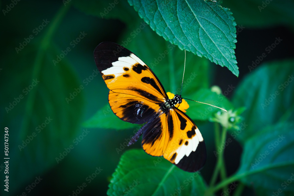 Obraz premium Schmetterling hautnah