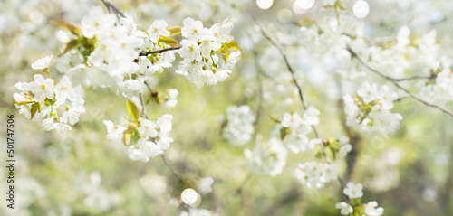 beautiful tree blossom festival background  sunshine on blooming apple tree flowers in spring on blurred soft background with bokeh lights