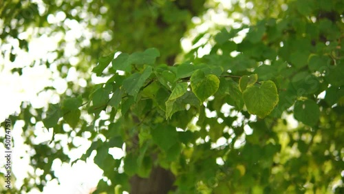 Green linden foliage in a wind close-up