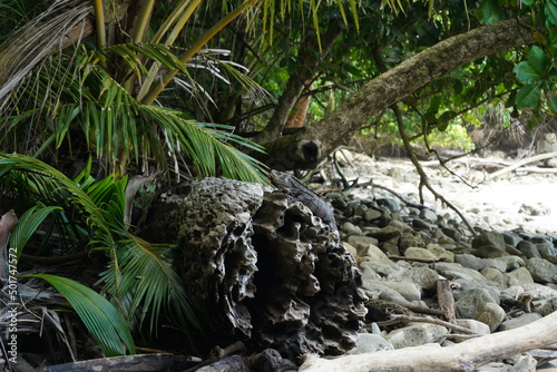 Green Crocodile Iguana Lizard sitting on a log in Costa Rica