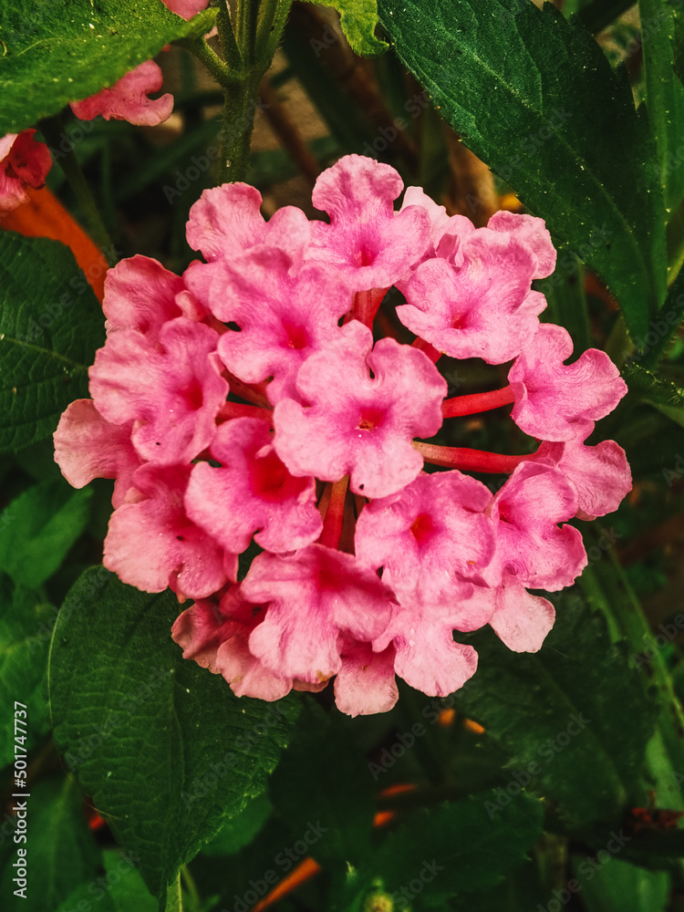 Obraz premium pink rose bush