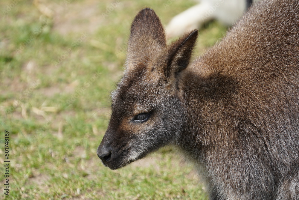Red necked wallaby 