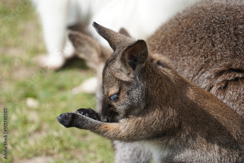 Red necked wallaby  © Colin