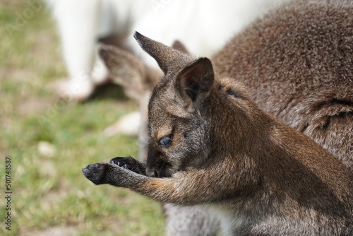 Red necked wallaby  photo