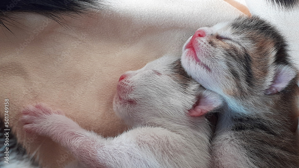 Two newborn cat cubs sleeping together

