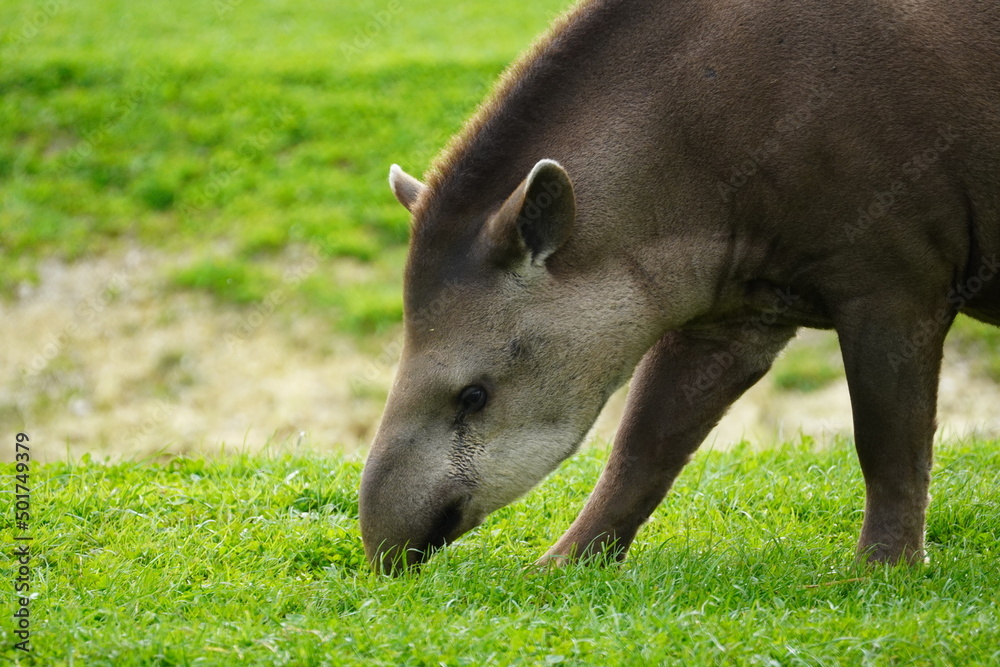 South American tapir South American tapir