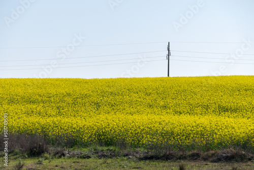 Countryside landscape full of yellow little flowers, Juan Lacaze, Colonia, Uruguay. photo