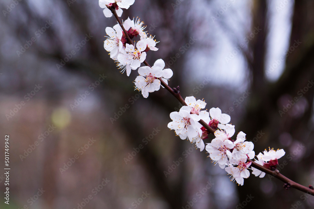 Branches of a blossoming apricot on a background of blue sky. Spring bloom.