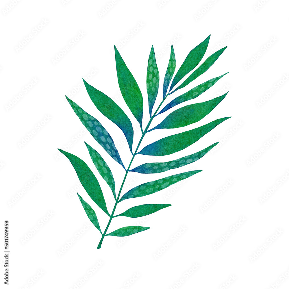 Watercolor tropical leaf. Green palm leaf isolated on white background.