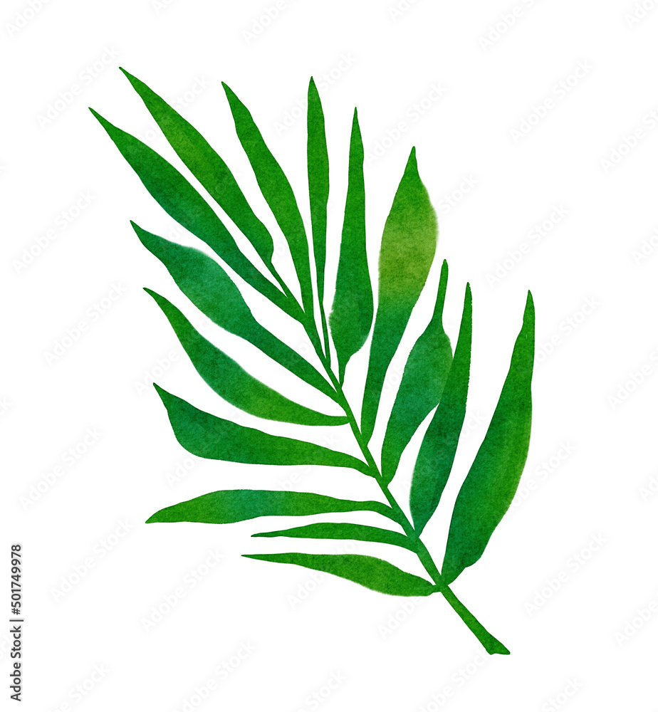 Watercolor tropical leaf. Green palm leaf isolated on white background.