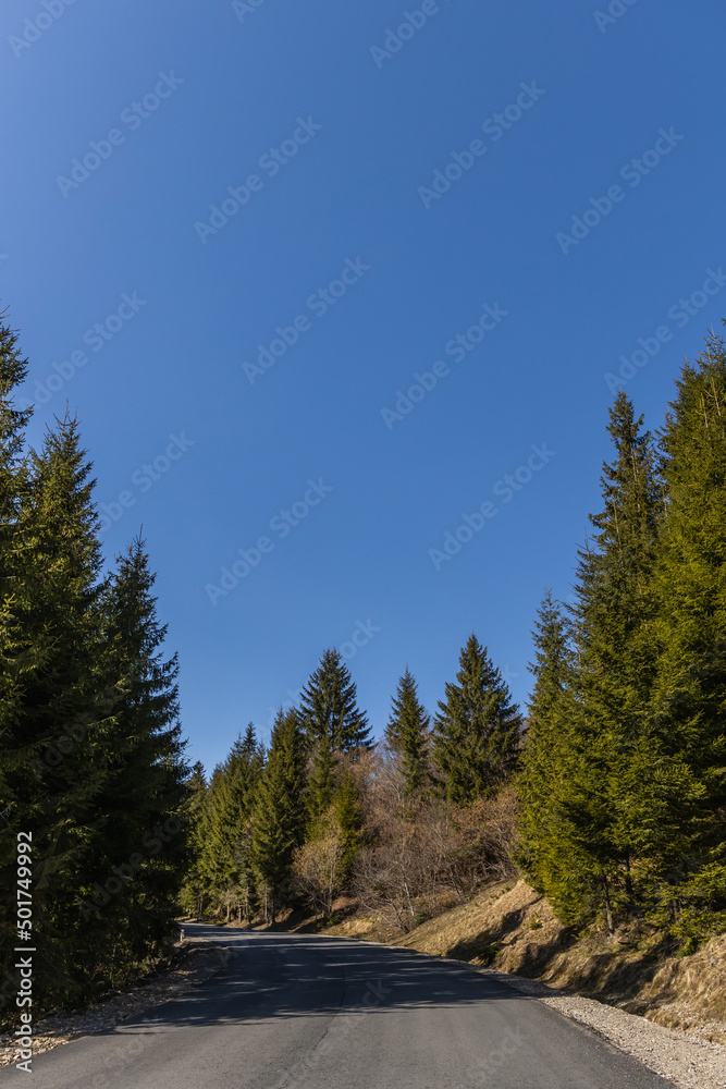 Empty road in coniferous forest with blue sky at background.