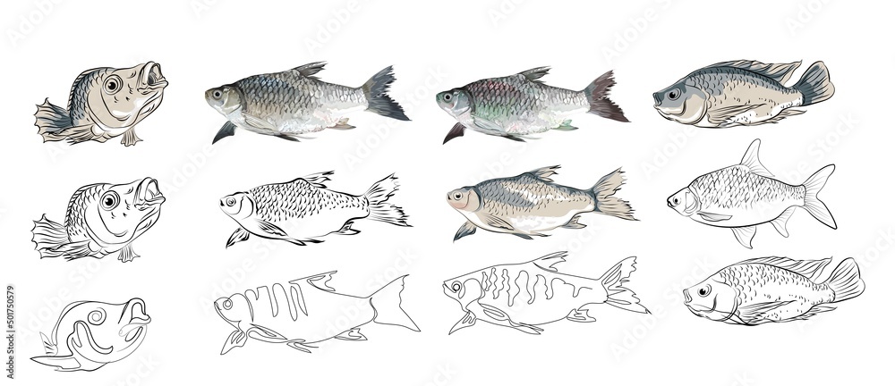 Fototapeta premium Aquatic fish vector illustration