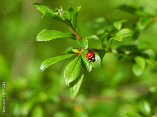 Ladybug on a green leaf. Red ladybug with black dots. Blurred background.
