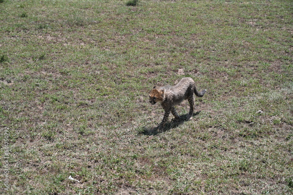 cheetah cub cheetah cub