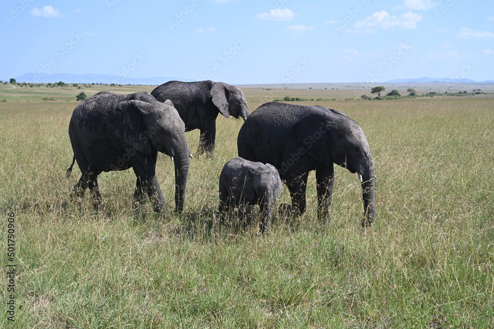 Fototapeta premium herd of elephants in masai mara country