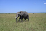 big tusked elephant roaming 