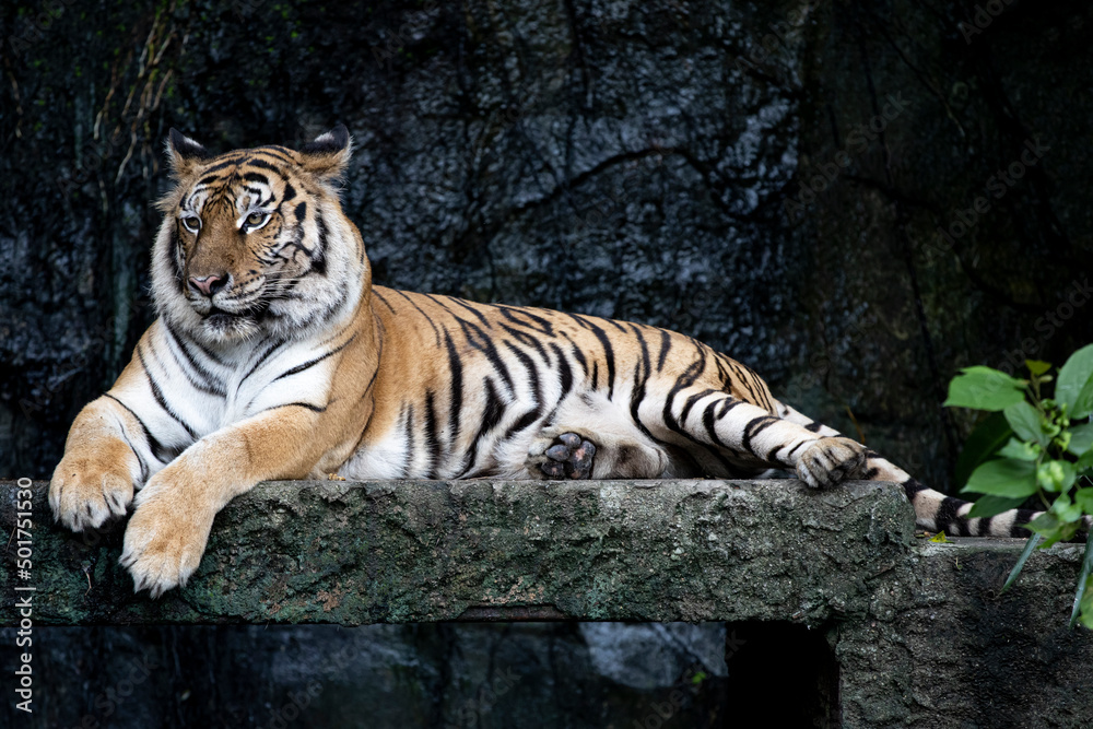 Close up bengal tiger is beautiful animal and dangerous in forest Close up bengal tiger is beautiful animal and dangerous in forest