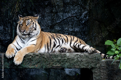 Close up bengal tiger is beautiful animal and dangerous in forest