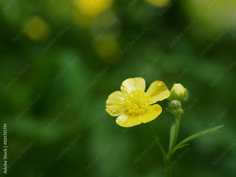 Fototapeta premium 光沢のある黄色のウマノアシガタの花