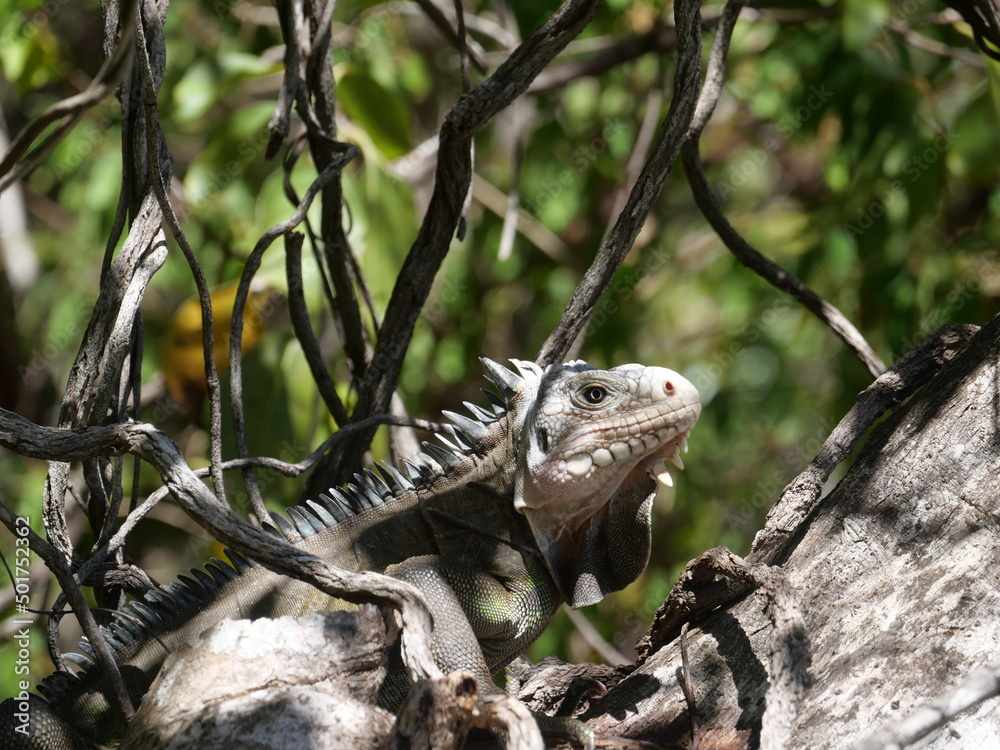 Obraz premium Iguana Delicatissima , Guadeloupe, La Désirade