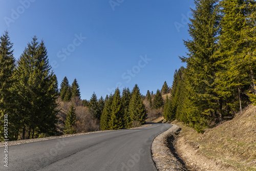 Empty road and coniferous forest with blue sky at background.