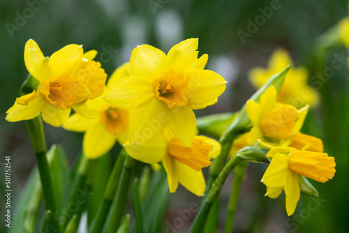 Beautiful yellow blooming narcissus in the park on a flower bed closeup 